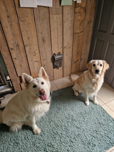 Two dogs, one white and fluffy, the other golden, sit on a rug by a wooden wall.