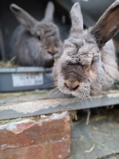 Two rabbits resting on a wooden surface with hay in the background.
