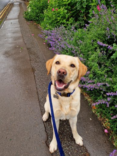 A happy yellow Labrador sits on a path surrounded by purple flowers.