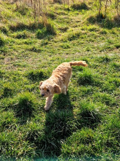 Golden retriever walking through a grassy field on a sunny day.