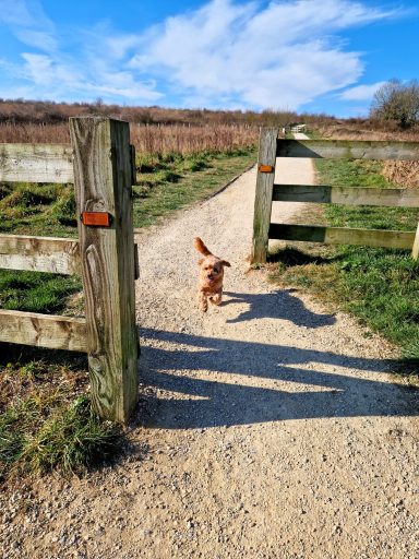 A small dog running along a gravel path through an open gate in a grassy area.