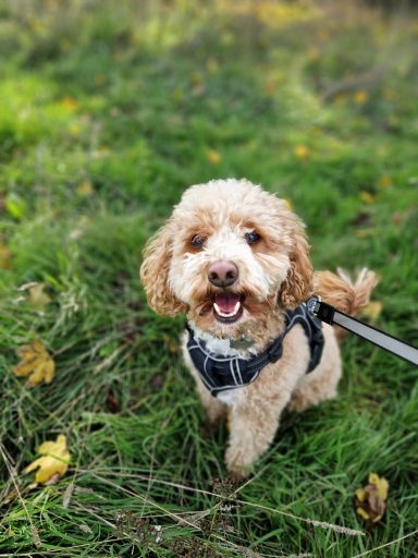 A happy brown poodle on a leash, standing in grassy outdoor surroundings.