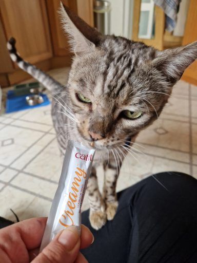 A cat curiously sniffs a tube of creamy cat treat held by a person.