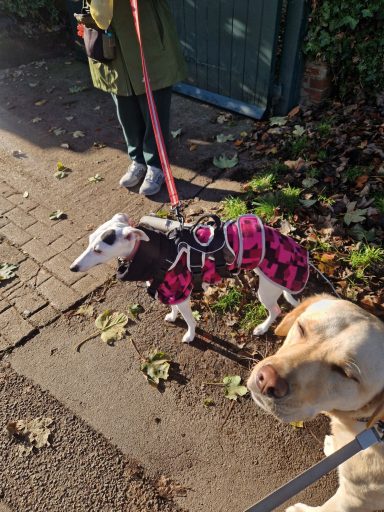 Two dogs on leashes: a greyhound in a pink coat and a labrador nearby on a sunny path.
