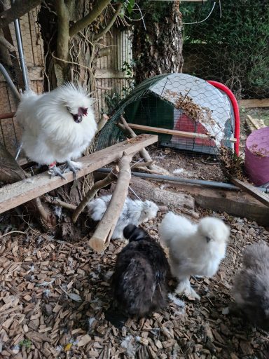 A group of silkie chickens in a garden setting with wooden structures and mulch.