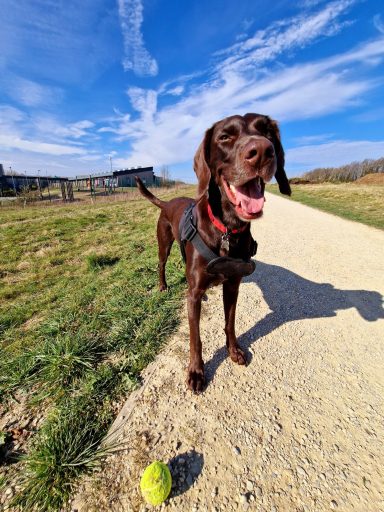 A happy brown dog standing on a path with a tennis ball nearby.