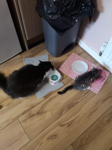 Two cats eating from bowls on placemats in a kitchen setting.