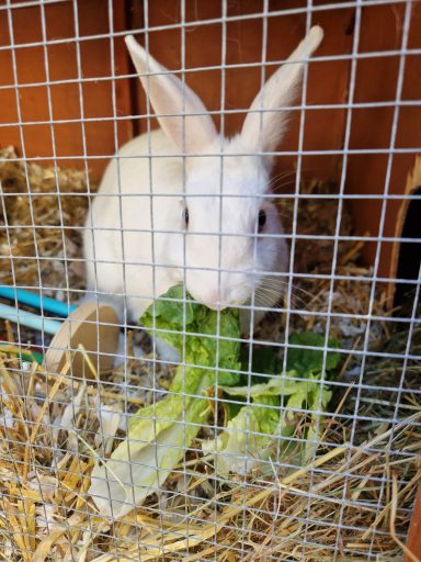 White rabbit eating lettuce in a cage with straw.