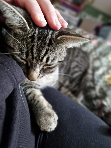 A tabby cat resting its head on a person's arm.