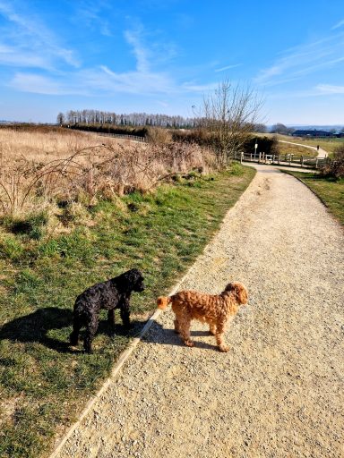 Two dogs, one black and one brown, stand on a gravel path in a rural landscape.