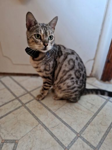 A spotted Bengal cat sitting on a tiled floor, looking to the side.