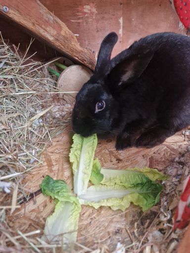A black rabbit eating a piece of lettuce on straw-covered surface.