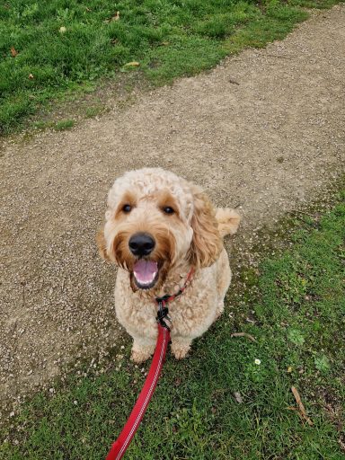 Smiling curly-haired dog on a path, wearing a red leash.