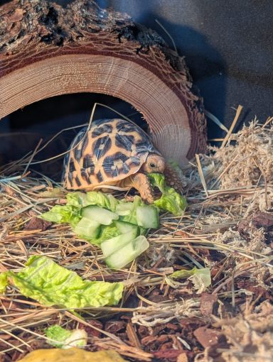 A tortoise eating lettuce and cucumber in a natural habitat setting.