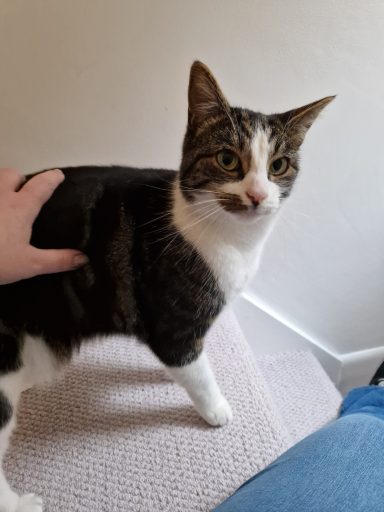 A tabby cat with white paws, looking curiously at the camera with a hand nearby.